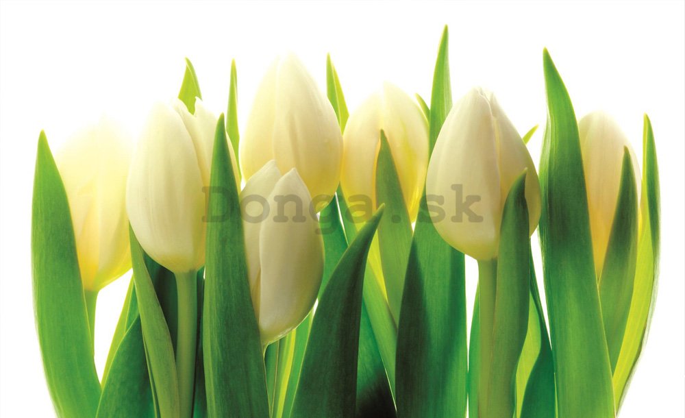 Fototapeta: Biele tulipány (1) - 184x254 cm