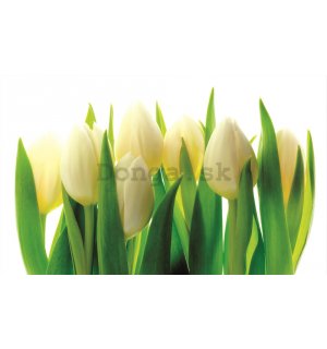 Fototapeta: Biele tulipány (1) - 184x254 cm