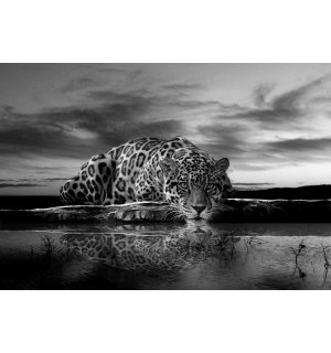 Fototapeta: Jaguar (čiernobiely) - 184x254 cm