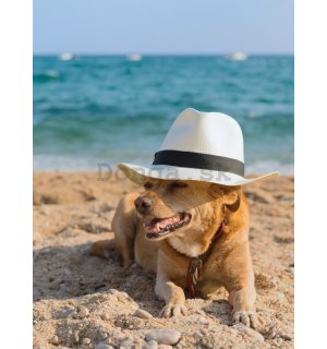 Fototapeta: Pes na pláži - 254x184 cm