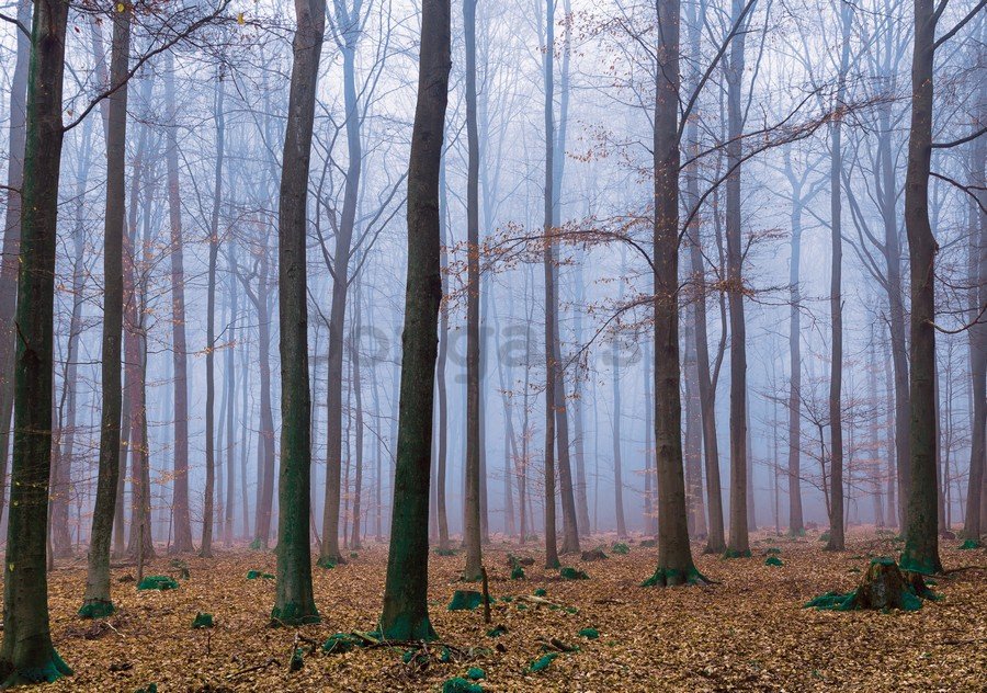 Fototapeta: Hmla v lese (1) - 184x254 cm