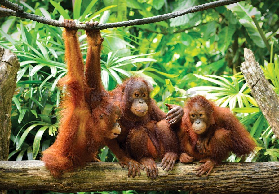 Fototapeta: Orangutan - 254x368 cm