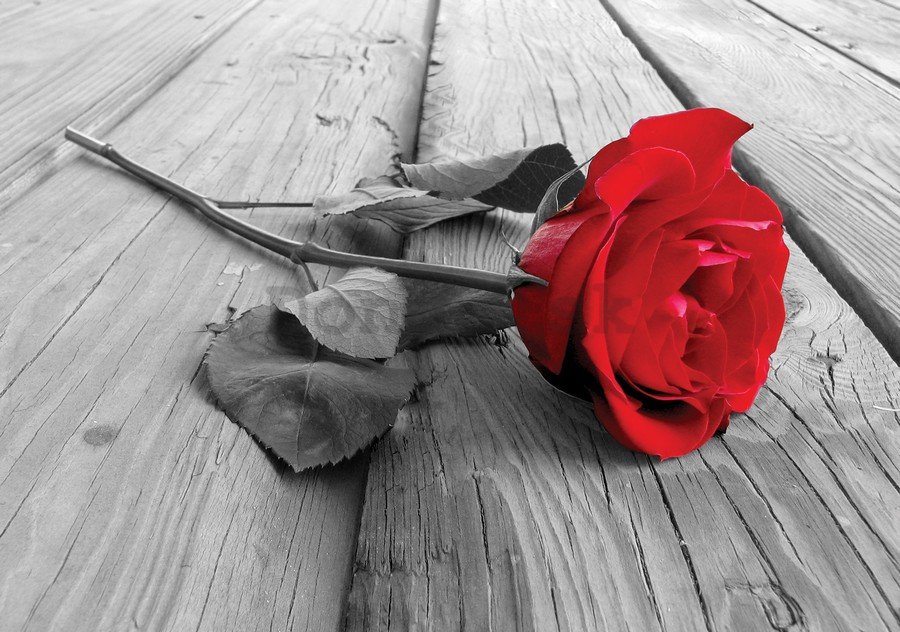 Fototapeta: Červená ruža - 184x254 cm