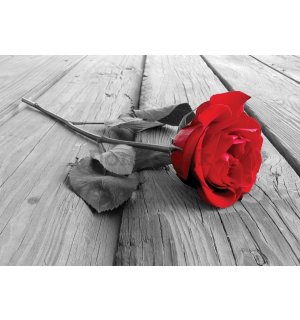 Fototapeta: Červená ruža - 184x254 cm