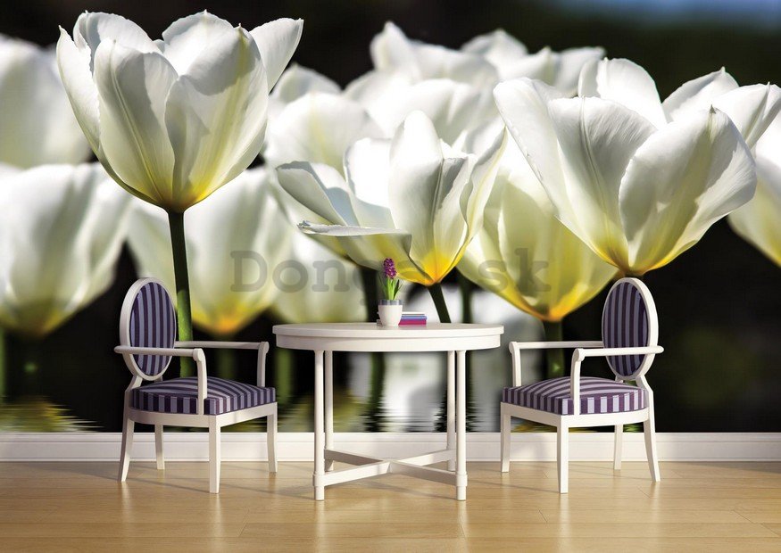 Fototapeta: Biele tulipány (2) - 184x254 cm