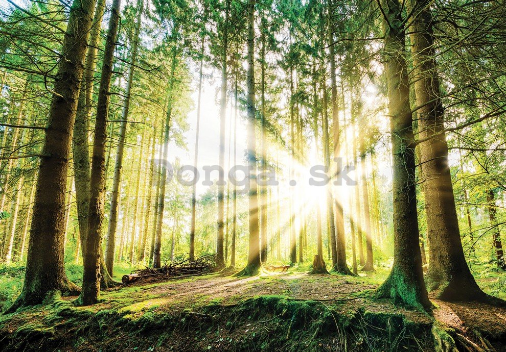 Fototapeta: Slnko v lese (2) - 184x254 cm