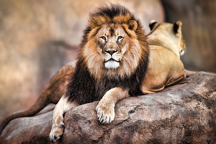 Plagát - Kráľovský lev