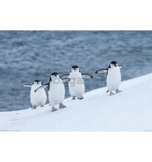 Plagát -Tučniak čiapočkatý