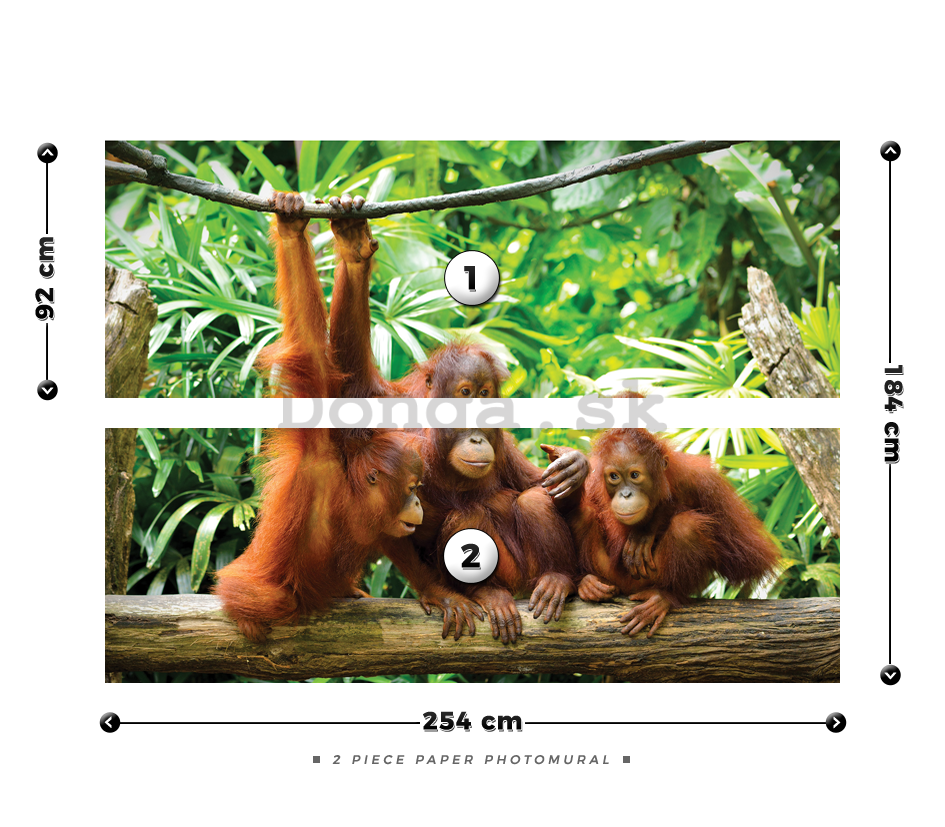 Fototapeta: Orangutan - 184x254 cm