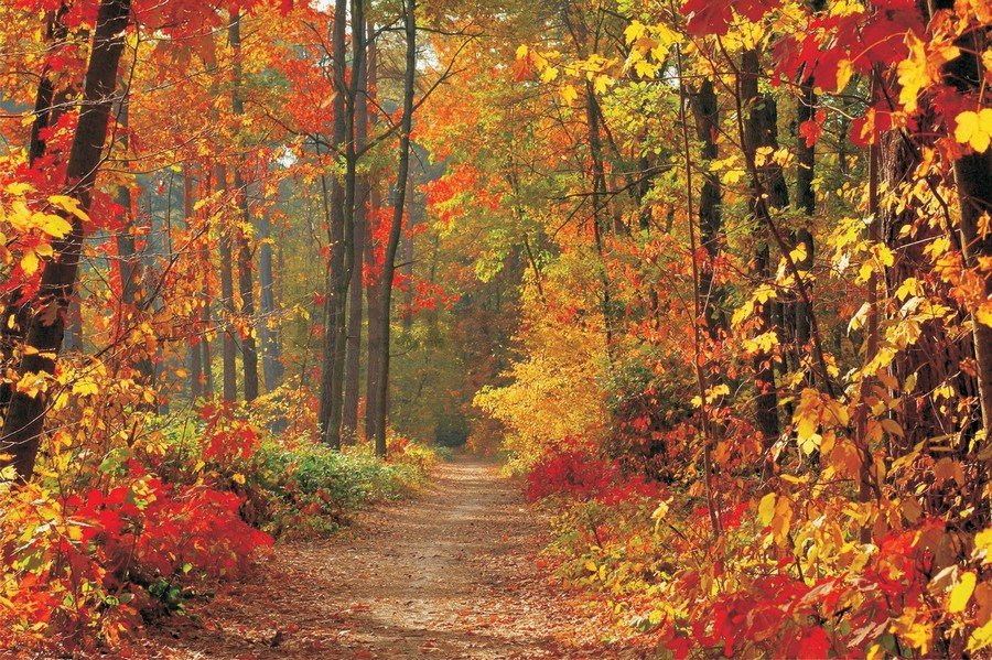 Fototapeta vliesová: Jesenný les - 152,5 x 104 cm