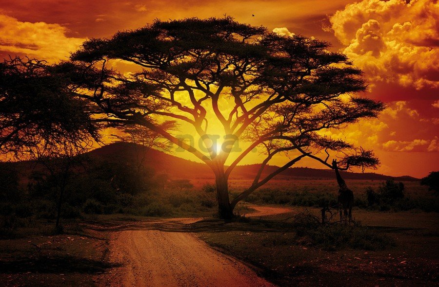 Fototapeta vliesová: Africký západ slnka - 184x254 cm