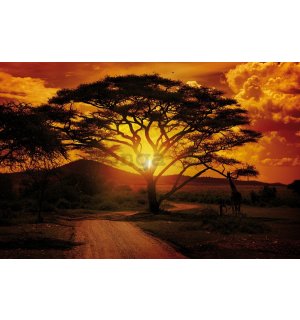 Fototapeta vliesová: Africký západ slnka - 184x254 cm