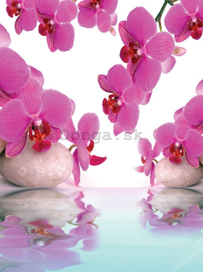 Fototapeta: Orchidea a kamene - 254x184 cm