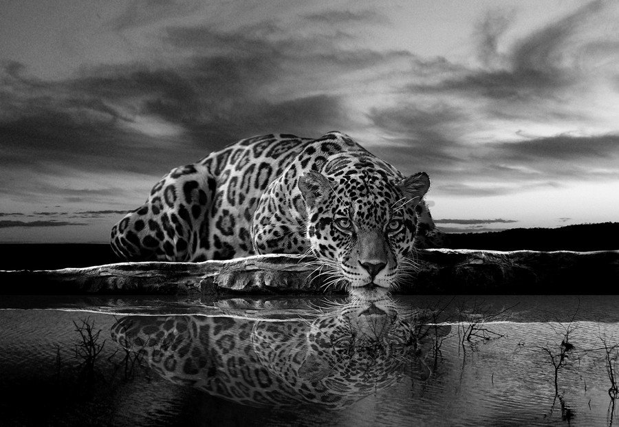 Fototapeta vliesová: Jaguar (čiernobiely) - 152,5 x 104 cm