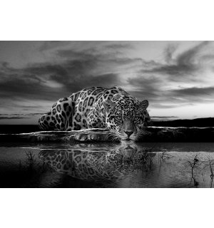 Fototapeta vliesová: Jaguar (čiernobiely) - 152,5 x 104 cm
