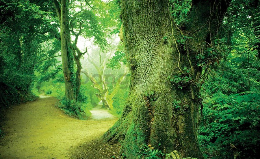 Fototapeta vliesová: Kúzelný les - 152,5 x 104 cm