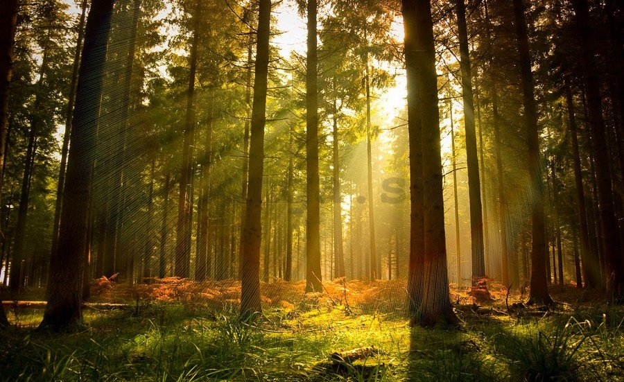 Fototapeta vliesová: Východ slnka v lese - 152,5 x 104 cm