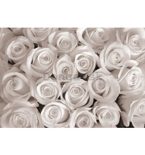 Fototapeta vliesová: Biela ruža - 184x254 cm