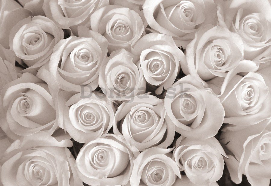 Fototapeta vliesová: Biela ruža - 152,5x104 cm