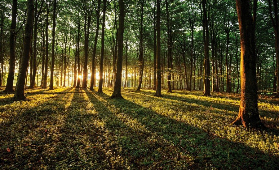 Fototapeta vliesová: Západ slnka v lese - 152,5x104 cm