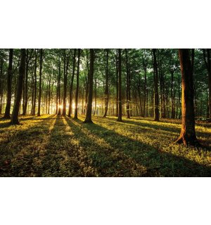Fototapeta vliesová: Západ slnka v lese - 152,5x104 cm