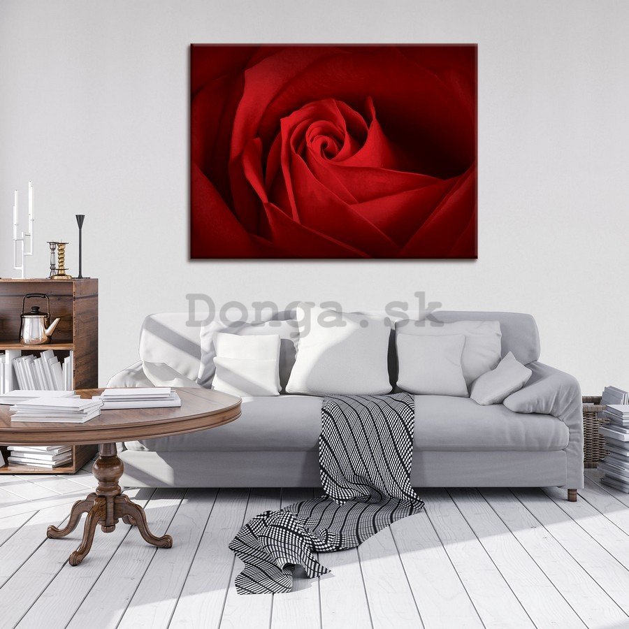 Obraz na plátne: Detail červené ruže - 75x100 cm