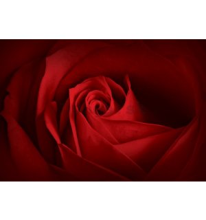 Obraz na plátne: Detail červené ruže - 75x100 cm