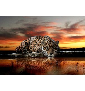 Obraz na plátne: Jaguar - 75x100 cm