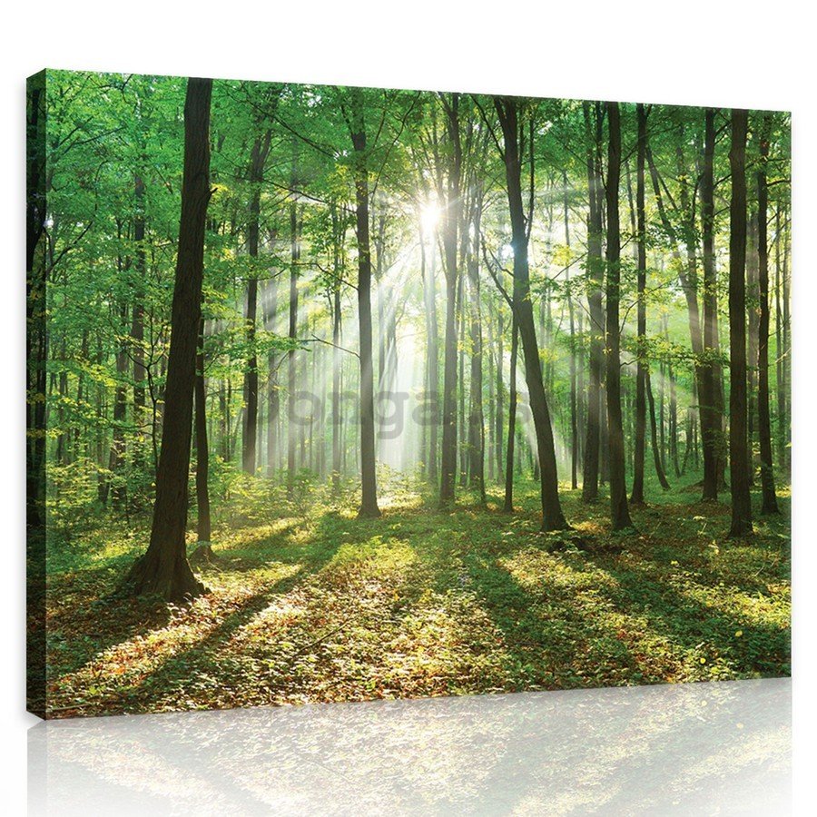 Obraz na plátne: Slnko v lese (3) - 75x100 cm