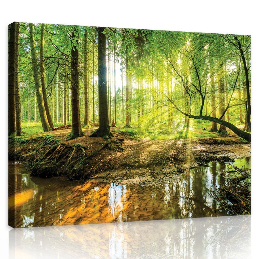 Obraz na plátne: Lužný les - 75x100 cm