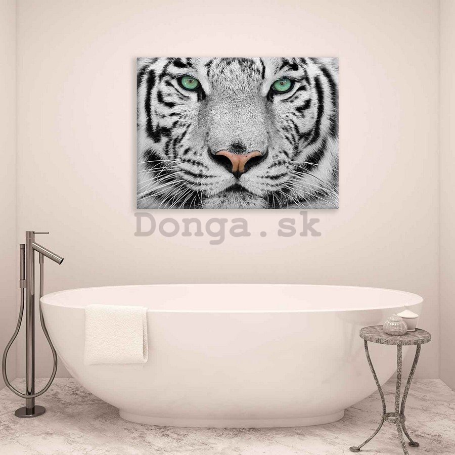 Obraz na plátne: Biely tiger - 75x100 cm