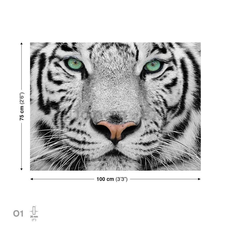 Obraz na plátne: Biely tiger - 75x100 cm
