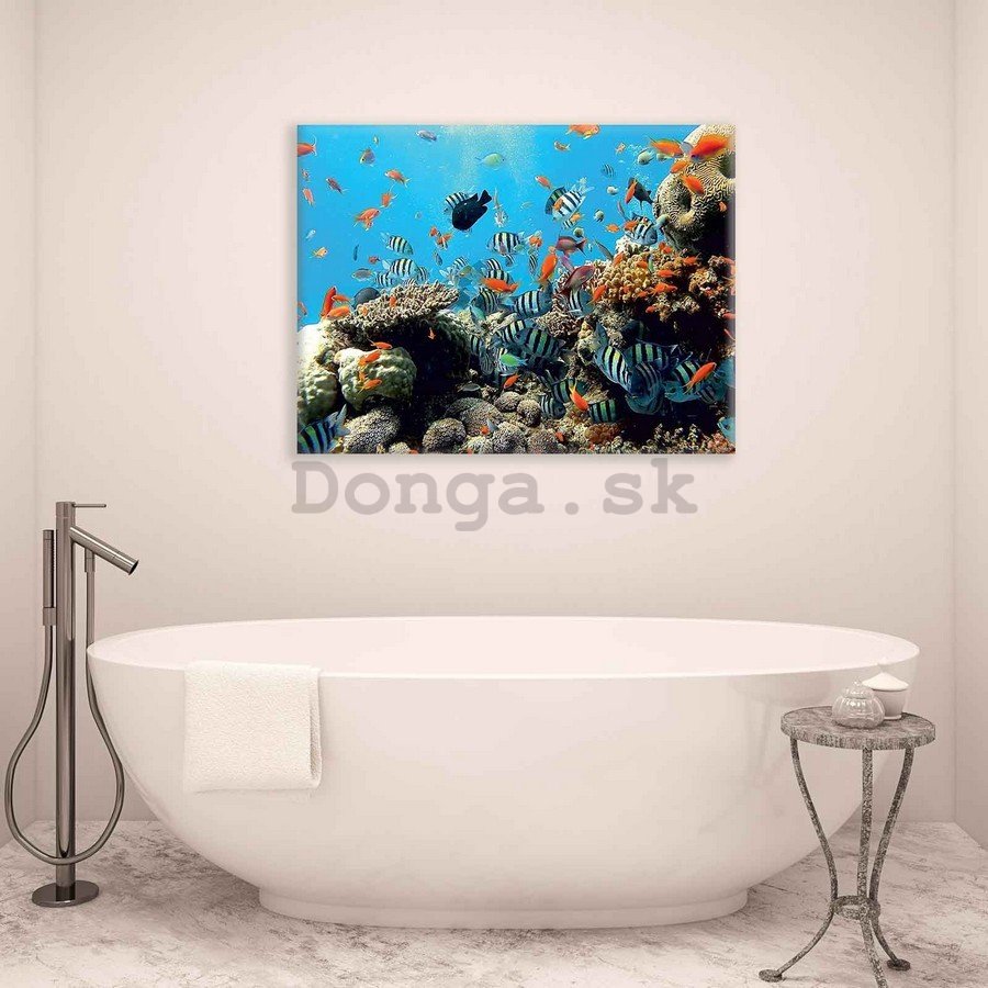 Obraz na plátne: Koralový útes - 75x100 cm