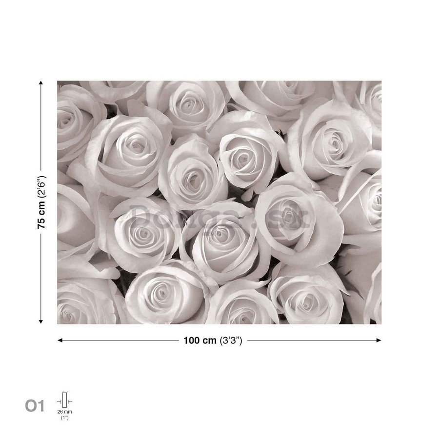 Obraz na plátne: Biela ruža - 75x100 cm