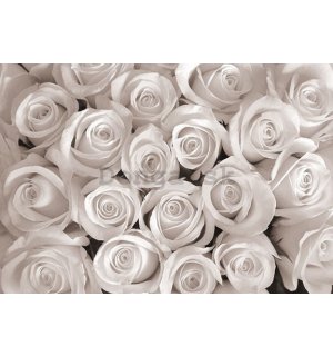 Obraz na plátne: Biela ruža - 75x100 cm
