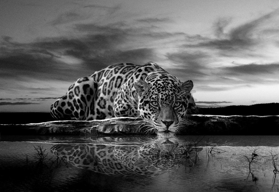 Obraz na plátne: Jaguar (čiernobiely) - 75x100 cm