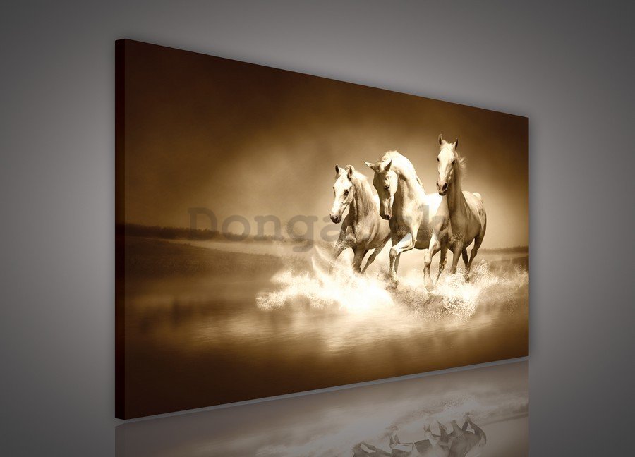 Obraz na plátne: Kone (4) - 75x100 cm