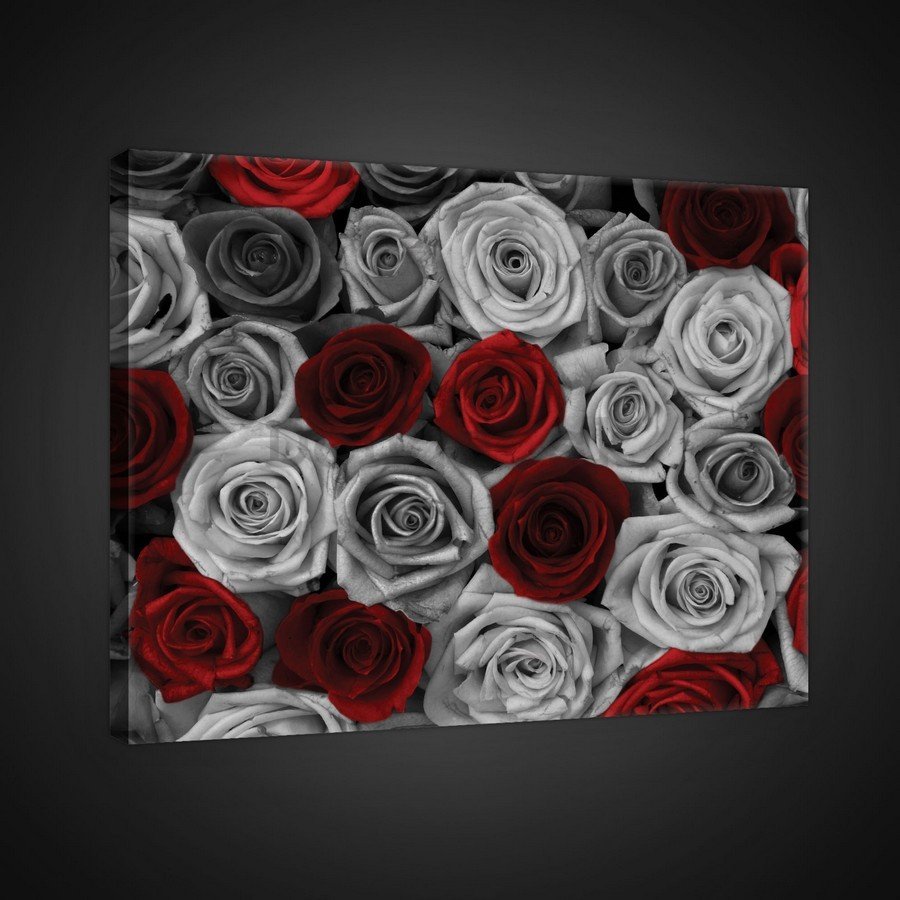 Obraz na plátne: Biele a červené ruže (1) - 75x100 cm