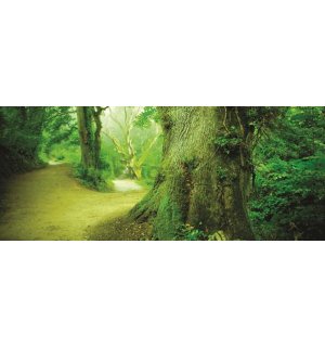 Fototapeta: Kúzelný les - 104x250 cm