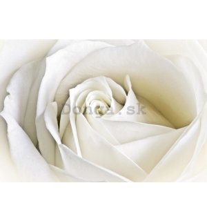 Obraz na plátne: Biela ruža (2) - 75x100 cm
