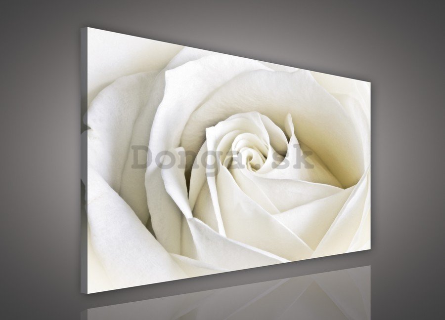 Obraz na plátne: Biela ruža (2) - 75x100 cm