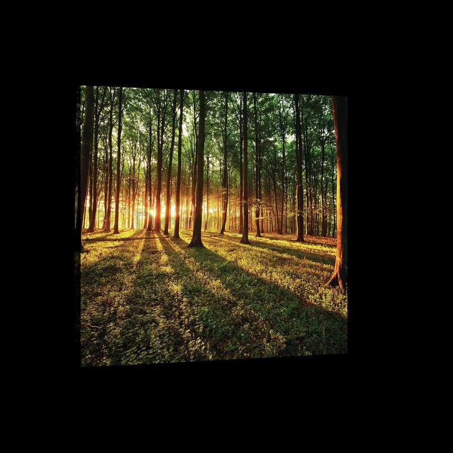 Obraz na plátne: Západ slnka v lese - 75x100 cm