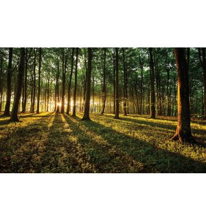 Obraz na plátne: Západ slnka v lese - 75x100 cm