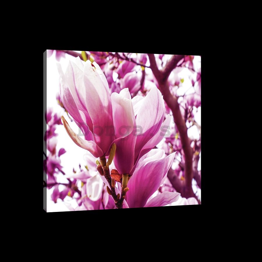 Obraz na plátne: Ružová magnólia - 75x100 cm