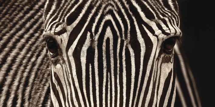 Obraz na plátne - Marina Cano, Zebra