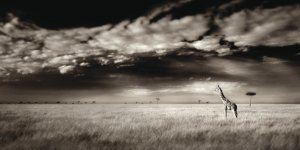 Obraz na plátne - Ian Cumming, Masai Mara Giraffe