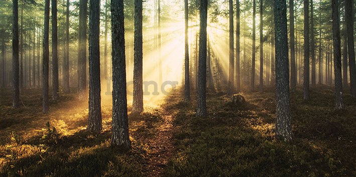 Obraz na plátne - Andreas Stridsberg, Sunlight Through Trees