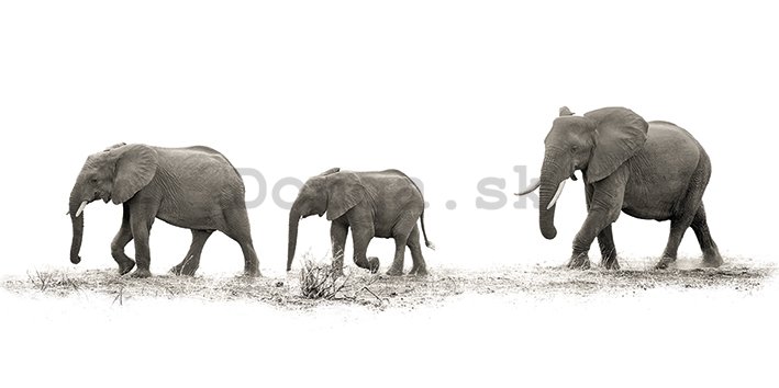 Obraz na plátne - Mario Moreno, The Elephants