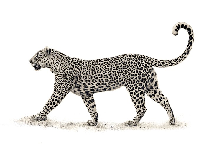 Obraz na plátne - Mario Moreno, The Leopard