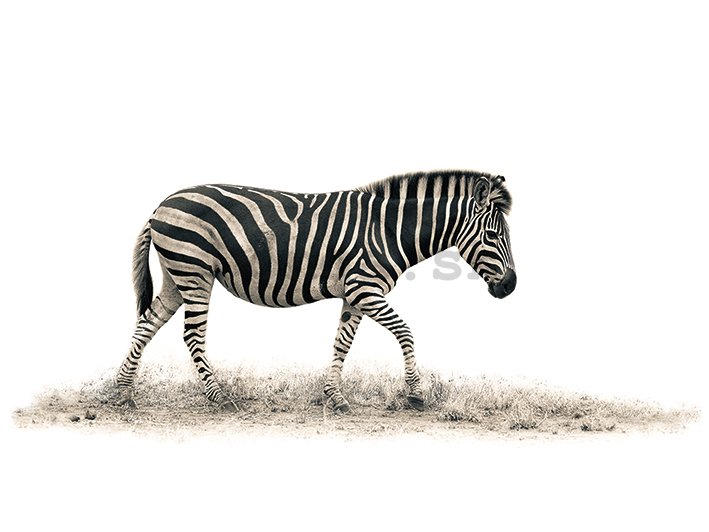 Obraz na plátne - Mario Moreno, The Zebra